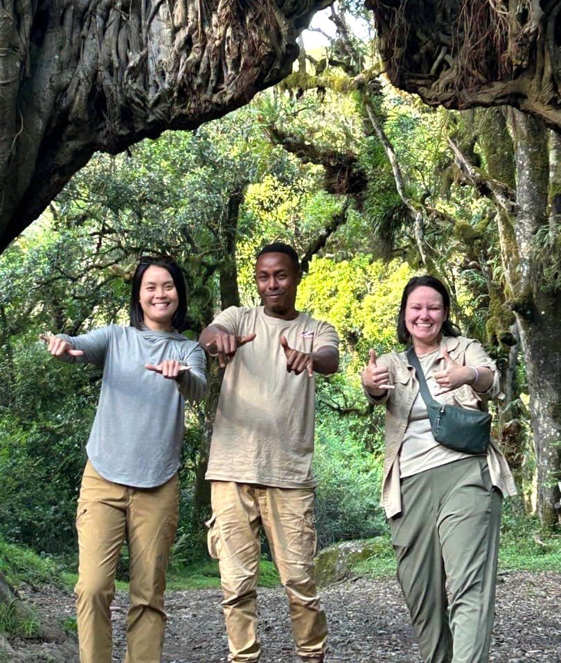 Tanzania wildlife safari experience with giraffe
