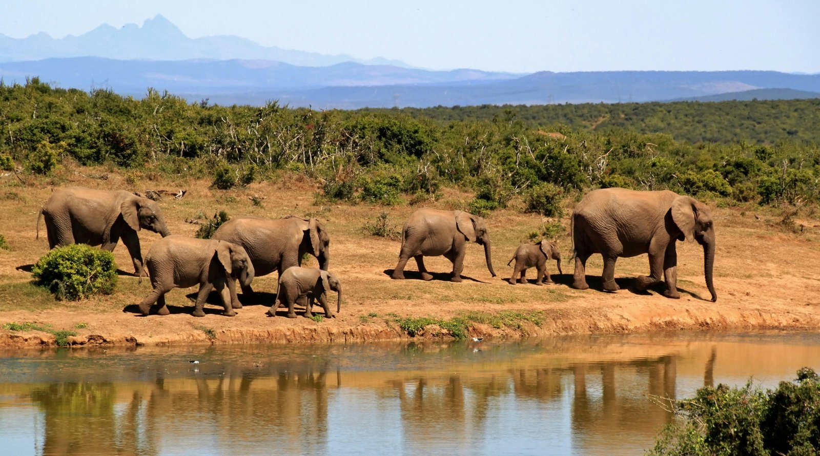 Tanzania Safaris