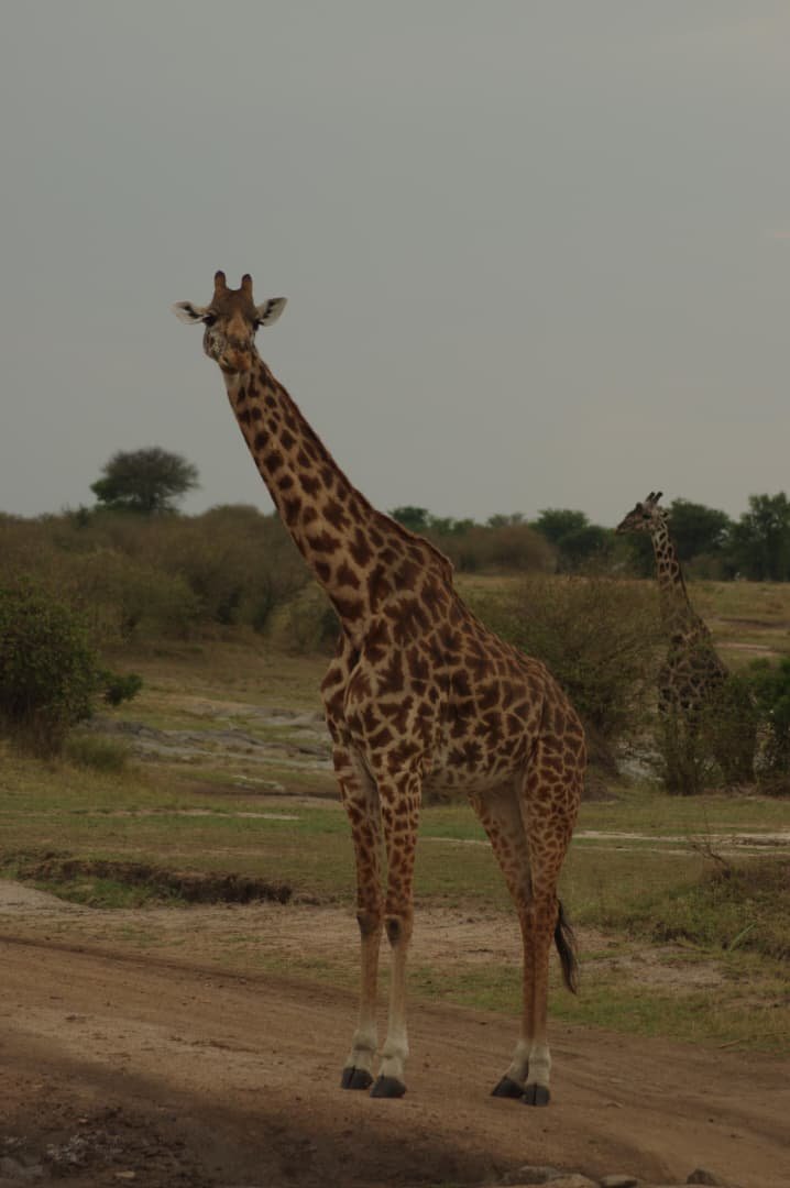 Tanzania Wildlife Safari